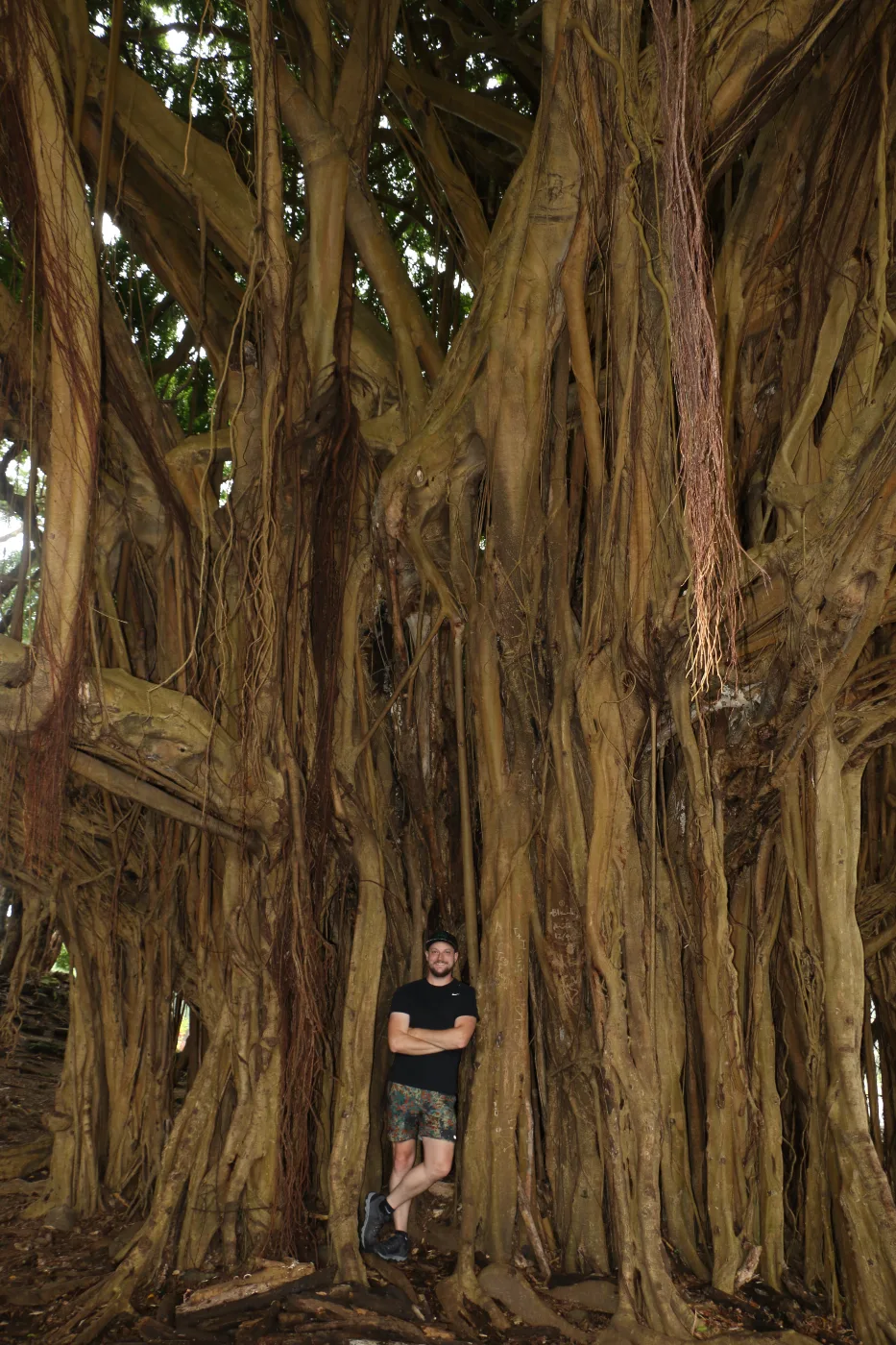 Charlie Prigan standing beneath a giant banyan tree