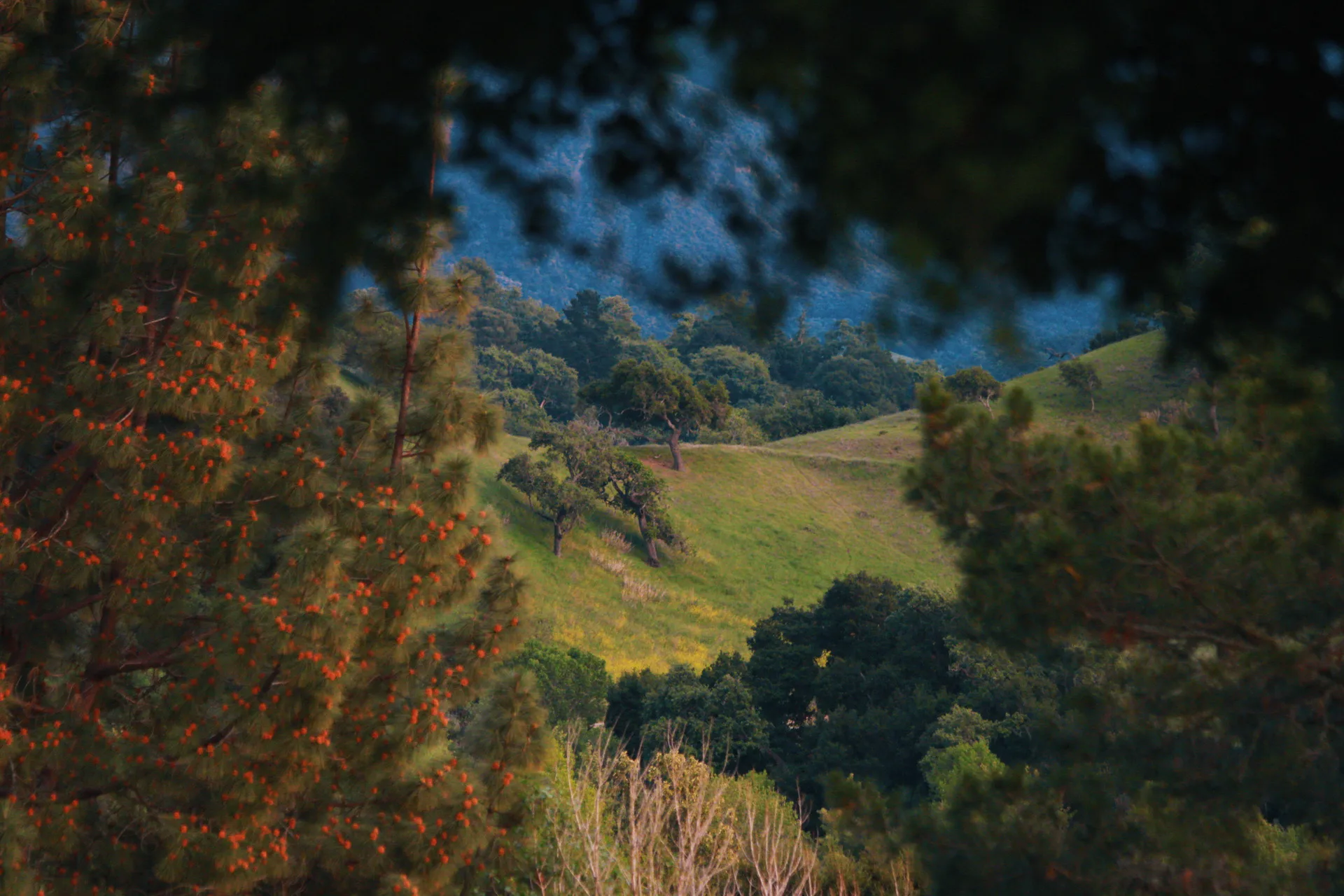 Rolling oak hills, Santa Ynez