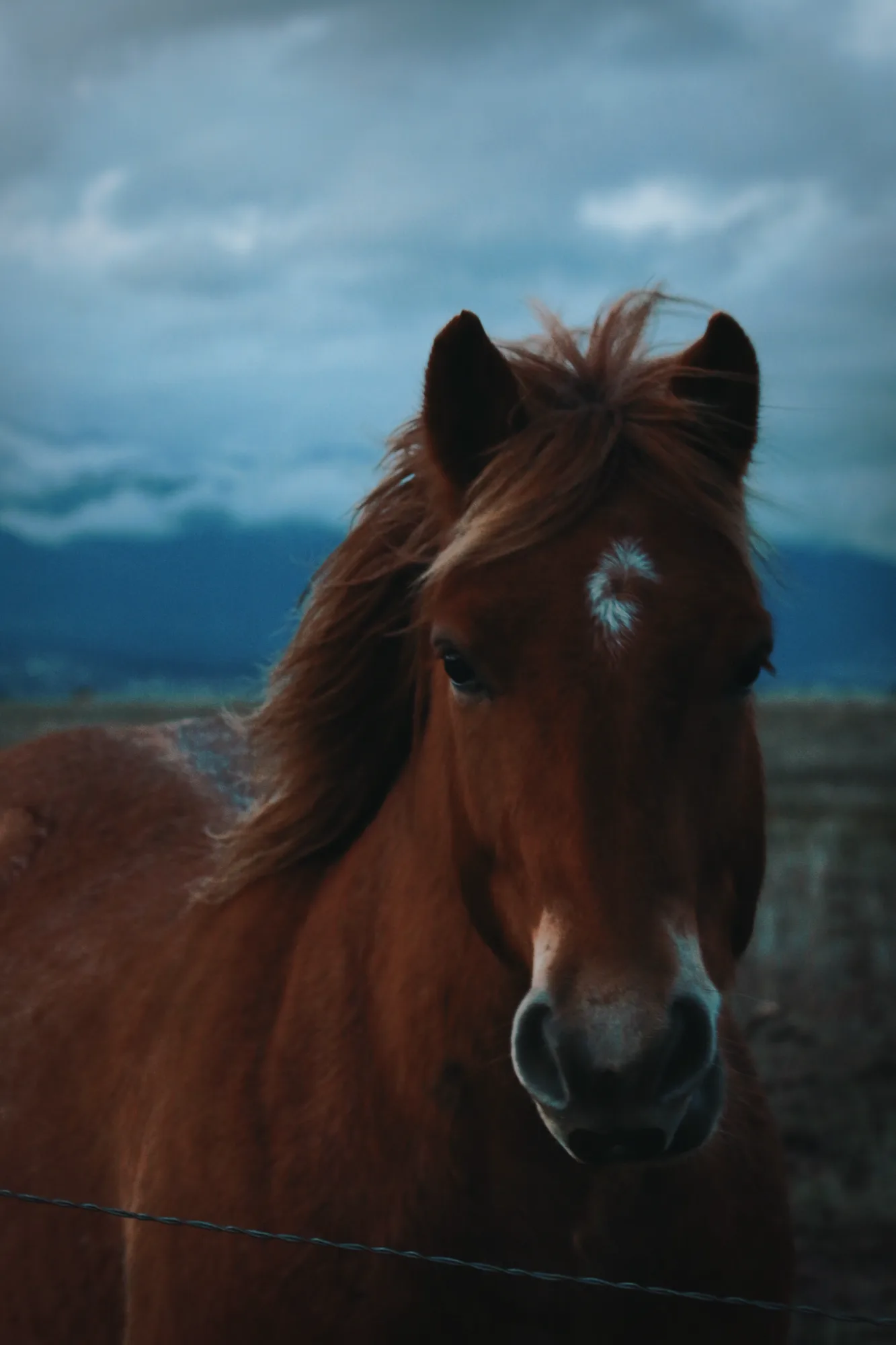 A windswept horse on the coast